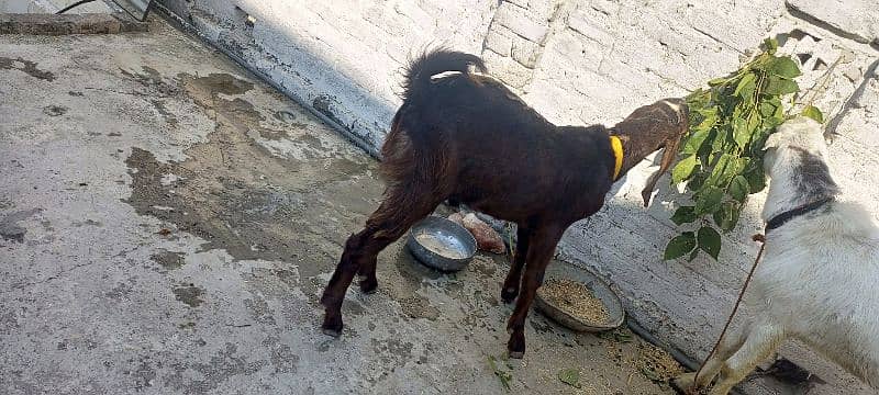 New Bakra Qurbni 2025 for sale 1