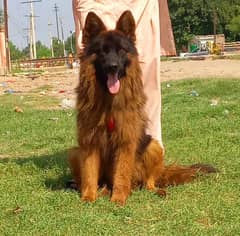 German Shepherd Male Dog | GSD | German Shepherd Long Coat Dog