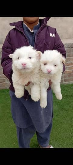 Russian puppy pink nose