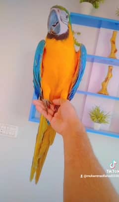 macaw self baby 03156376925