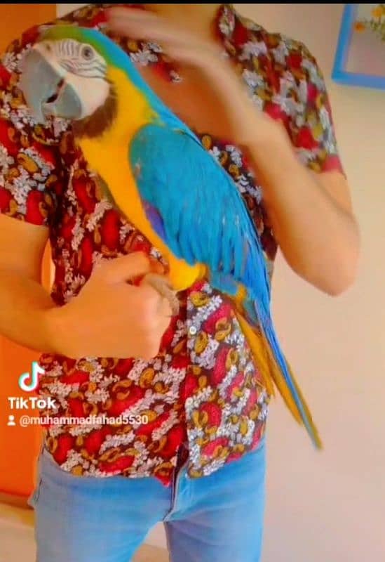 macaw self baby 03156376925 1