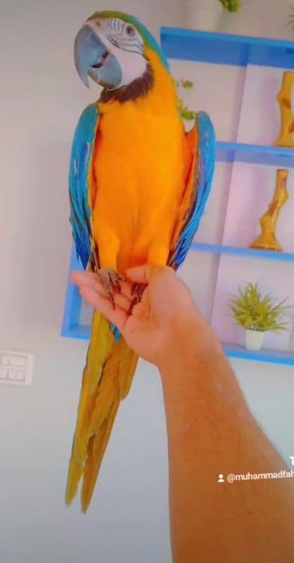 macaw self baby 03156376925 2