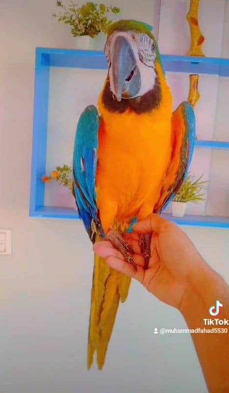 macaw self baby 03156376925 3