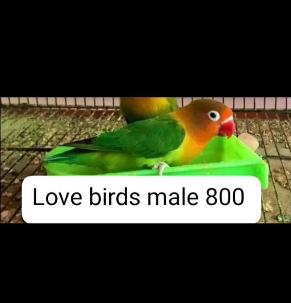 female java finch love birds male for sale 2