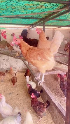 Golden misri | hen | egg laying | murgi