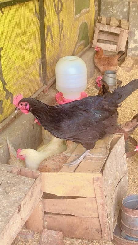 Golden misri | hen | egg laying | murgi 2