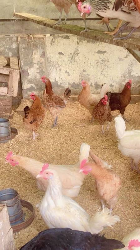 Golden misri | hen | egg laying | murgi 3