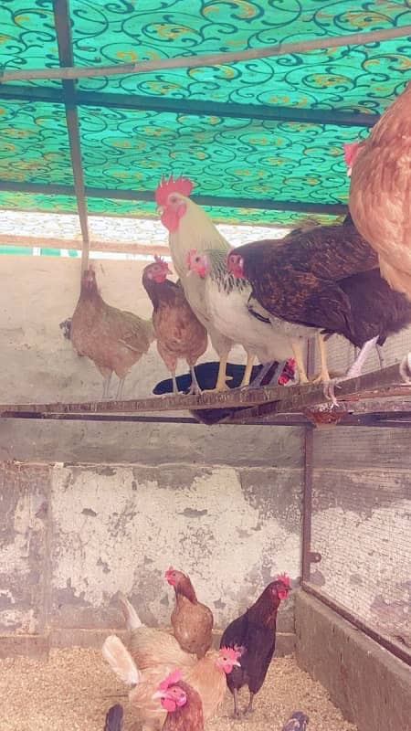 Golden misri | hen | egg laying | murgi 4