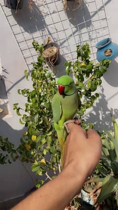 ringneck male handtame