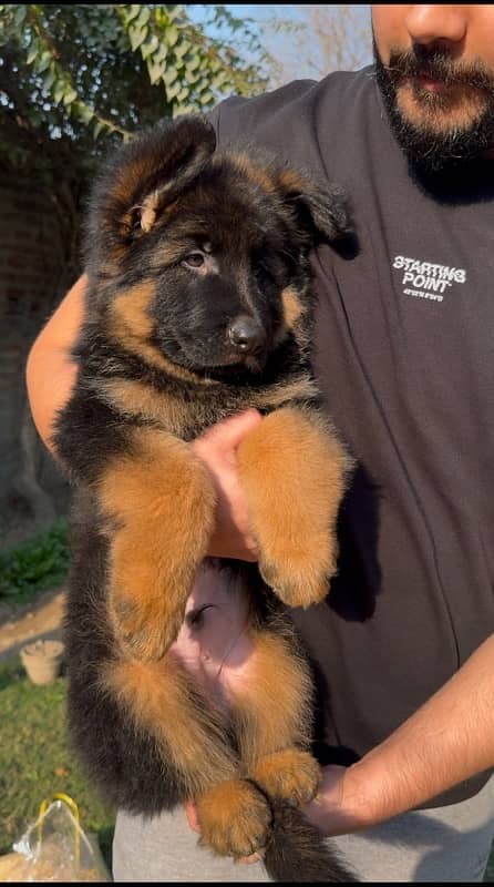 German shepherd long hair pedigree puppies 0