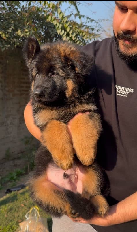 German shepherd long hair pedigree puppies 1