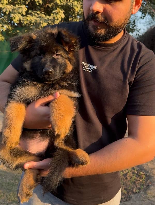 German shepherd long hair pedigree puppies 2