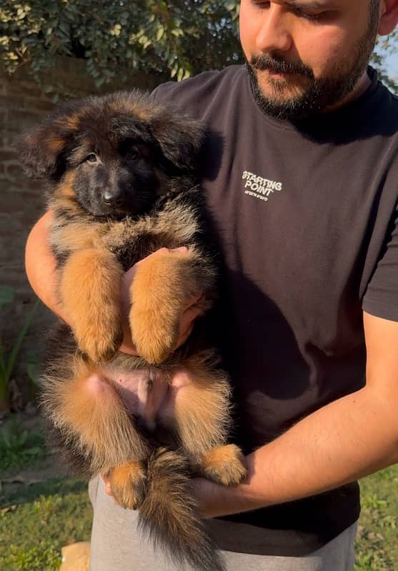 German shepherd long hair pedigree puppies 3