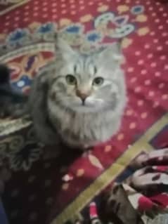 siberian male cat for sale