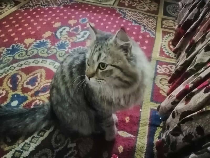 siberian male cat for sale 3