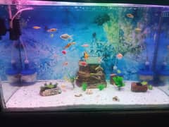 compelet aquarium