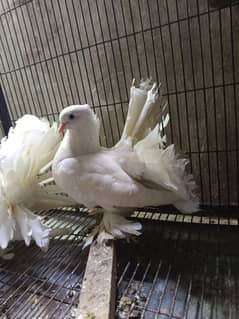 Indian fantail breeder pair with chick