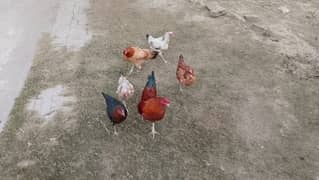 5 DESI egg laying hens and 1 cock for sale