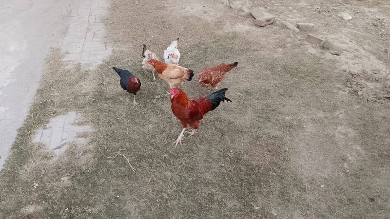 5 DESI egg laying hens and 1 cock for sale 1