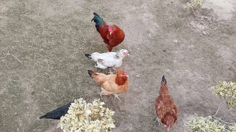 5 DESI egg laying hens and 1 cock for sale 2