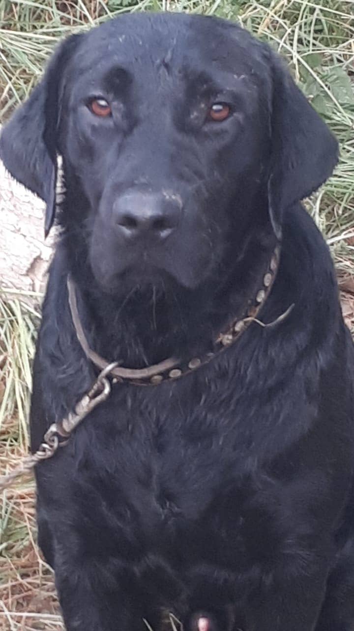 labrador female dog available for sale 1