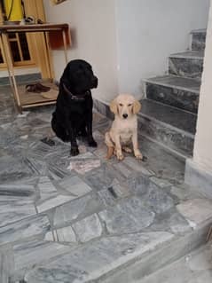 labrador female dog available for sale