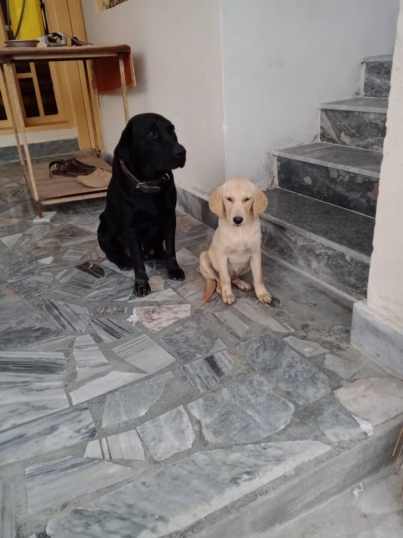 labrador female dog available for sale 0