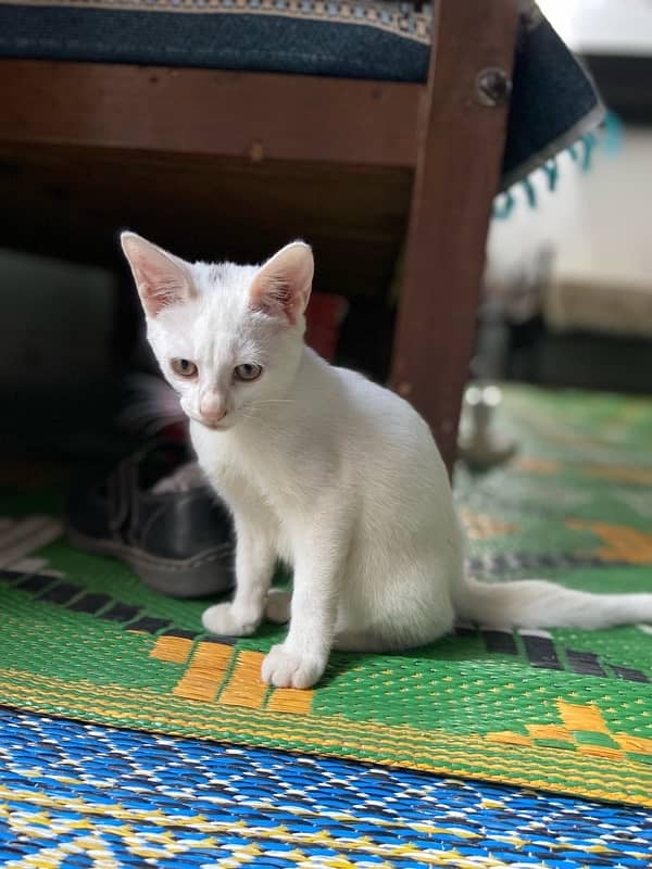 persian cat 2double Coat female trained cat 4months old 0