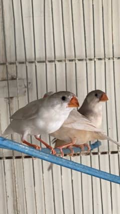 mutations finches