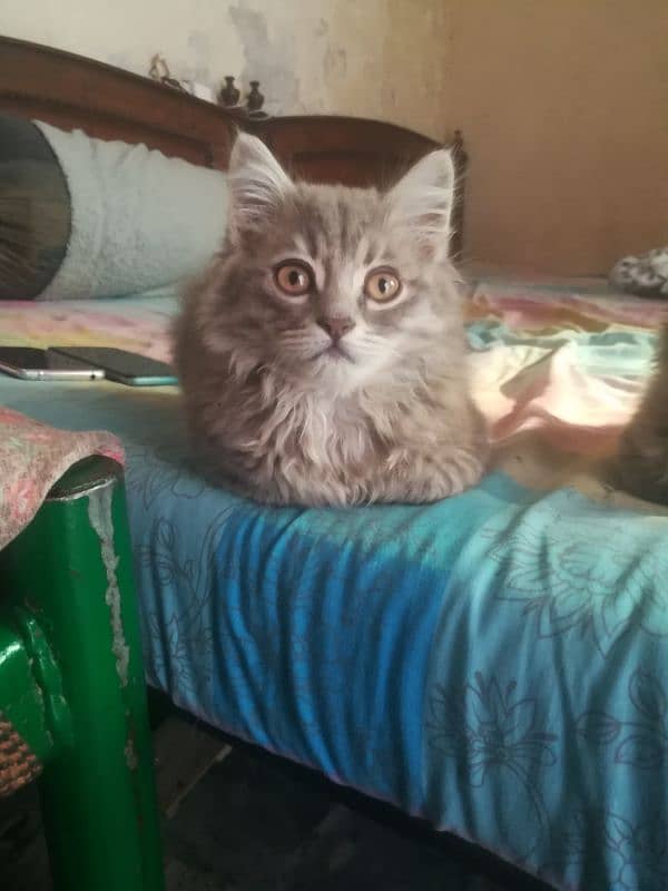 3 Months old Persians cats full Healthy and active 0