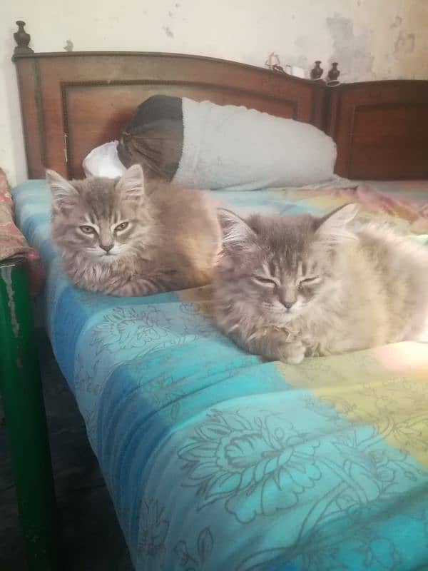 3 Months old Persians cats full Healthy and active 2