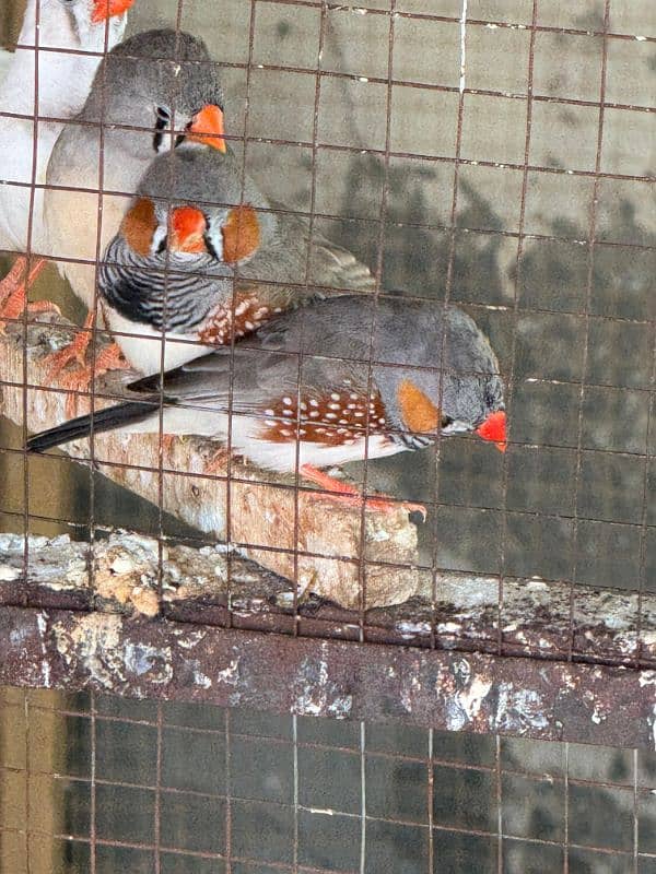 Zebra finches home breed piars for sale 1