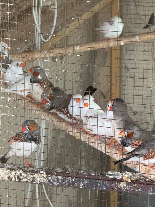 Zebra finches home breed piars for sale 2