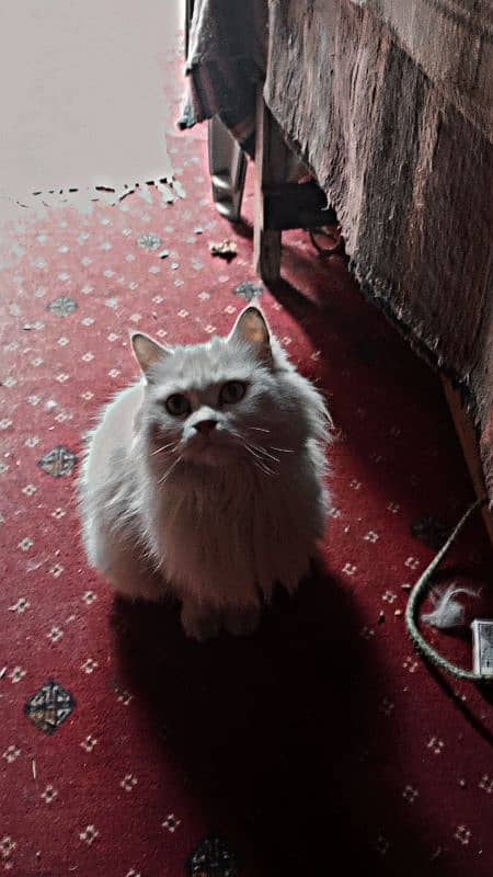 Persian cats pair available for sale 0