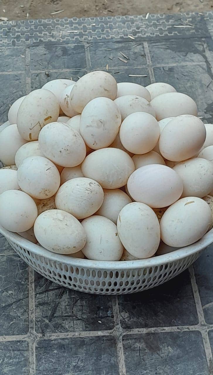 Ducks Eggs| khaki campbell Ducks eggs | Eggs For Sale| 03114223938 1