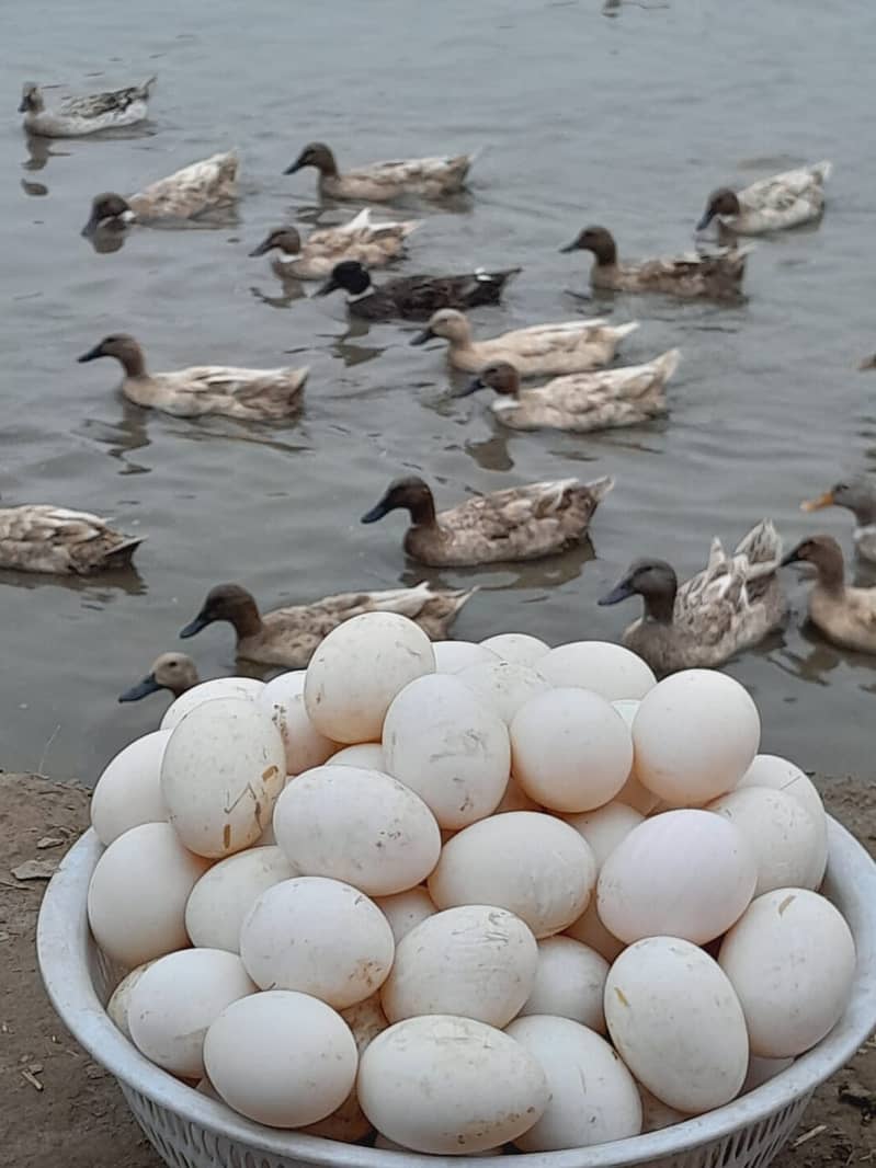 Ducks Eggs| khaki campbell Ducks eggs | Eggs For Sale| 03114223938 2