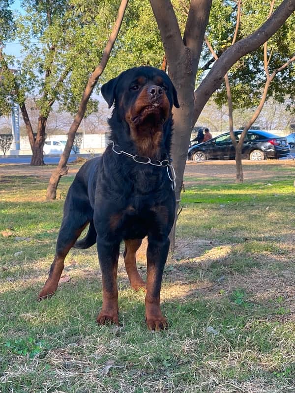 Highly Pedigreed Rottweiler Male confirm stud 2