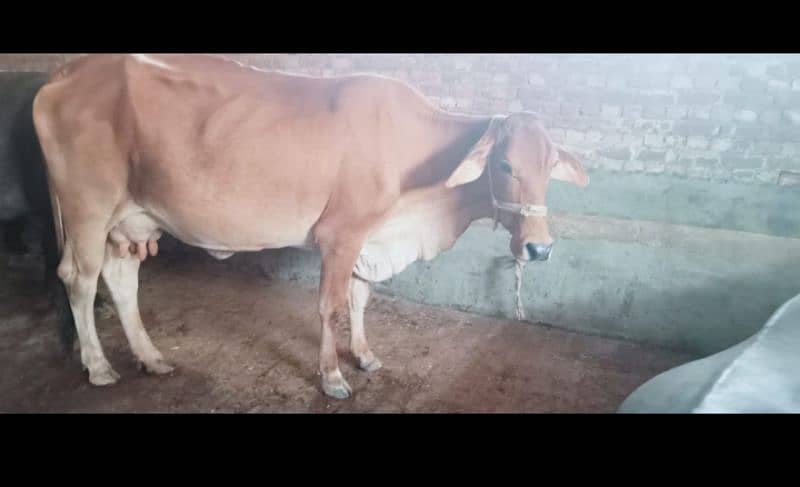 Cow for sale 03233225526 0