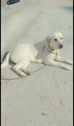 Labrador Breeder Female