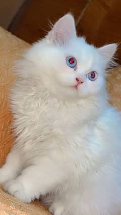 blue eyes tripple coat persian kitten (MALE)