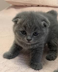 SCOTTISHFOLD