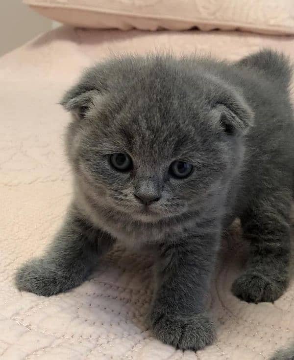 SCOTTISHFOLD KITTENS,IMPORTED FROM CANADA,WITH DOCUMENTS,WITH DELIVERY 0