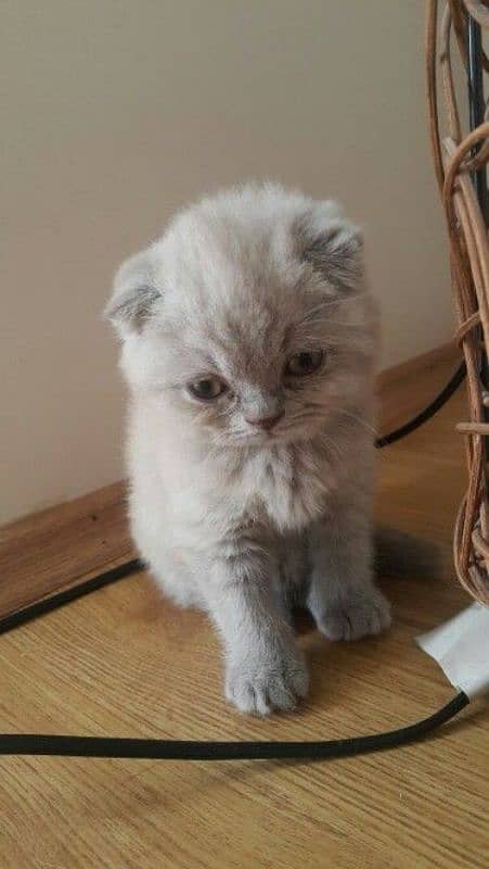 SCOTTISHFOLD KITTENS,IMPORTED FROM CANADA,WITH DOCUMENTS,WITH DELIVERY 1