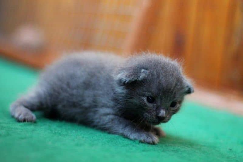 SCOTTISHFOLD KITTENS,IMPORTED FROM CANADA,WITH DOCUMENTS,WITH DELIVERY 2