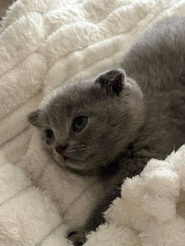 SCOTTISHFOLD KITTENS,IMPORTED FROM CANADA,WITH DOCUMENTS,WITH DELIVERY 3