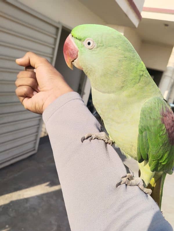 home made female parrot 0