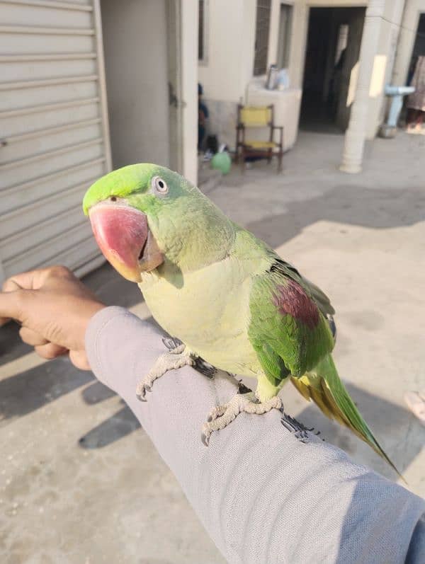 home made female parrot 1