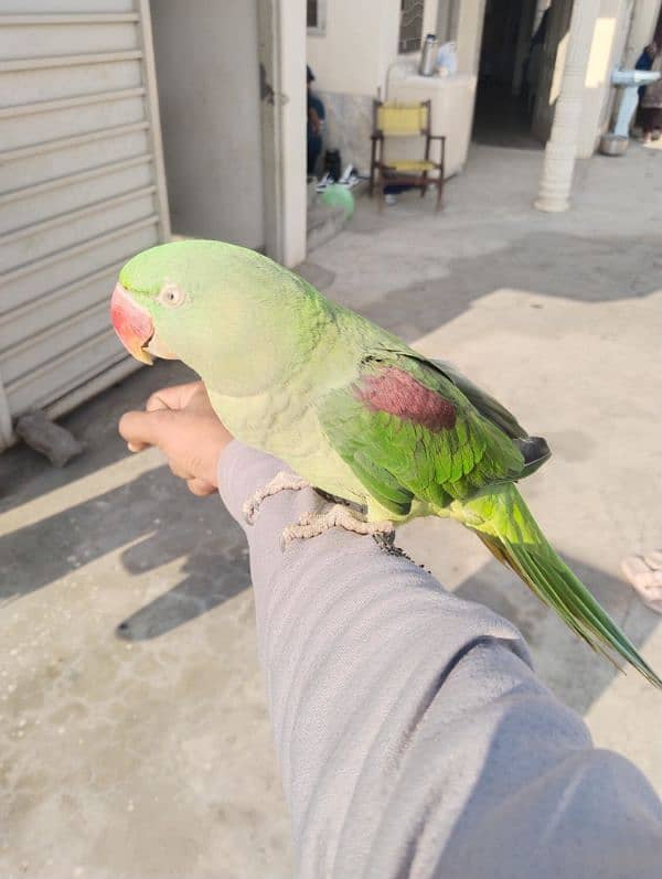 home made female parrot 2