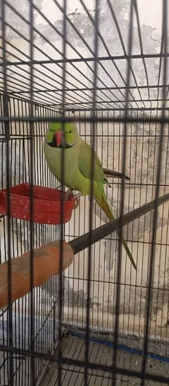 Raw parrot  Pair for sale