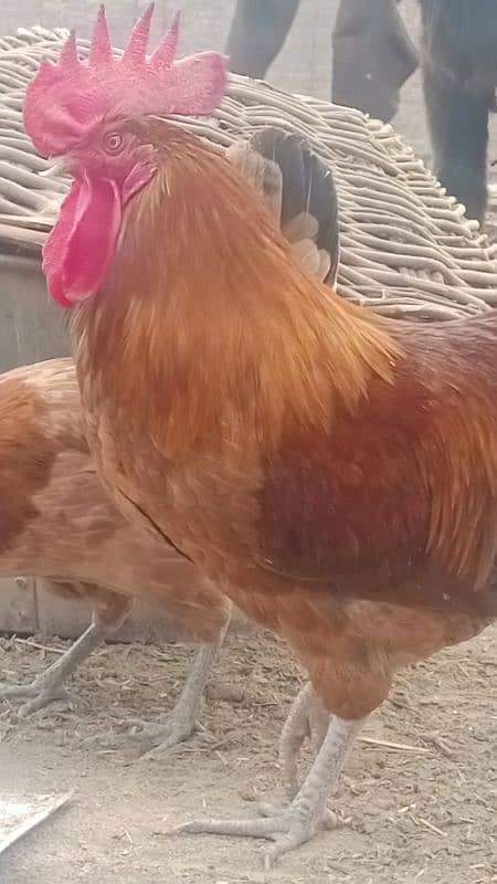 Desi Hen male and female are available. 0